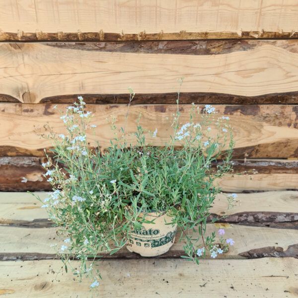 Gypsophila repens