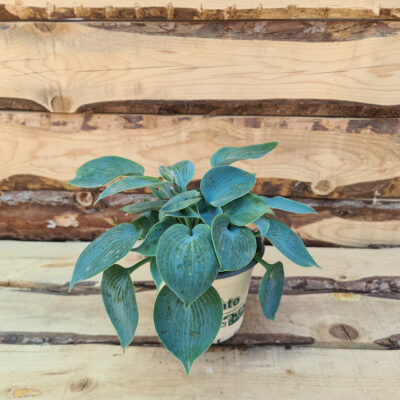 Hosta