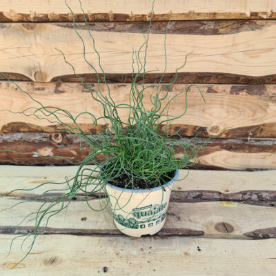 Juncus effusus spiralis
