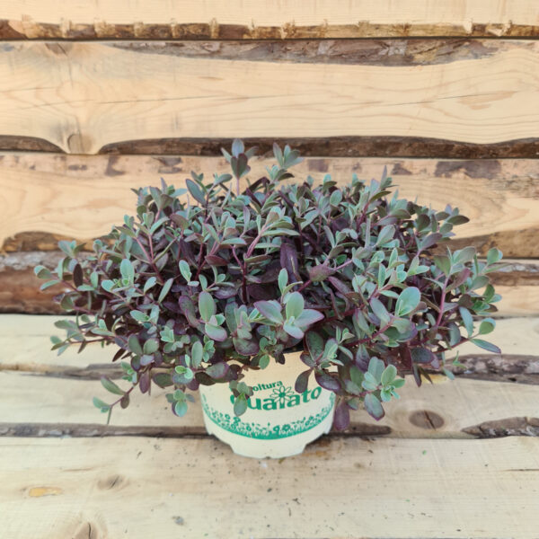 Sedum