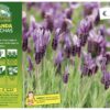 lavanda-stoechas