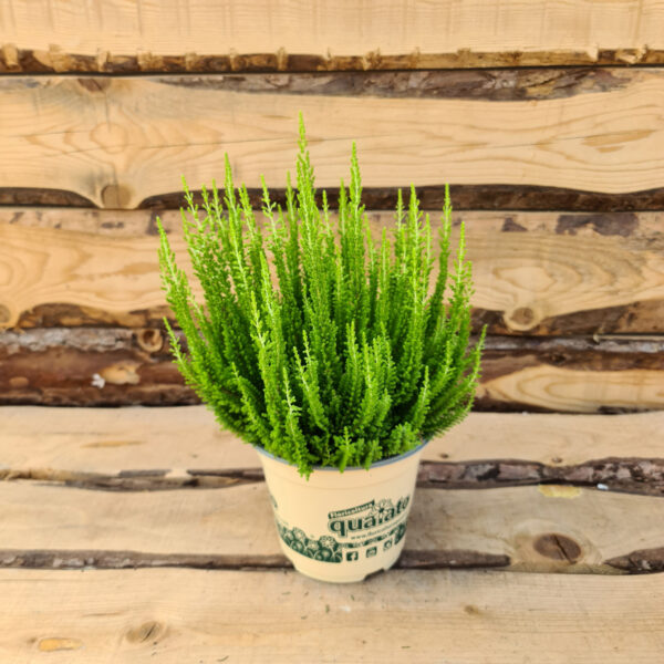 Erica calluna Skyline