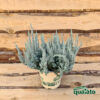 Erica calluna Skyline - immagine 2
