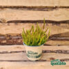 Erica calluna Skyline - immagine 3
