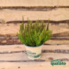 Erica calluna Skyline - immagine 4