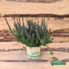 Erica calluna Skyline - immagine 5