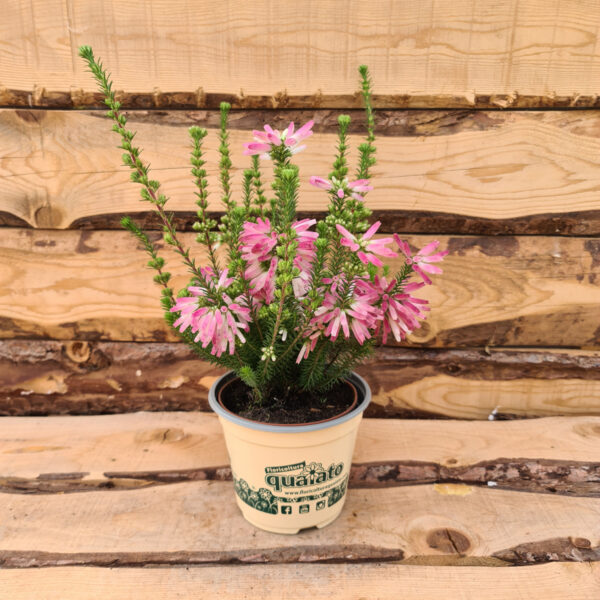 Erica verticillata