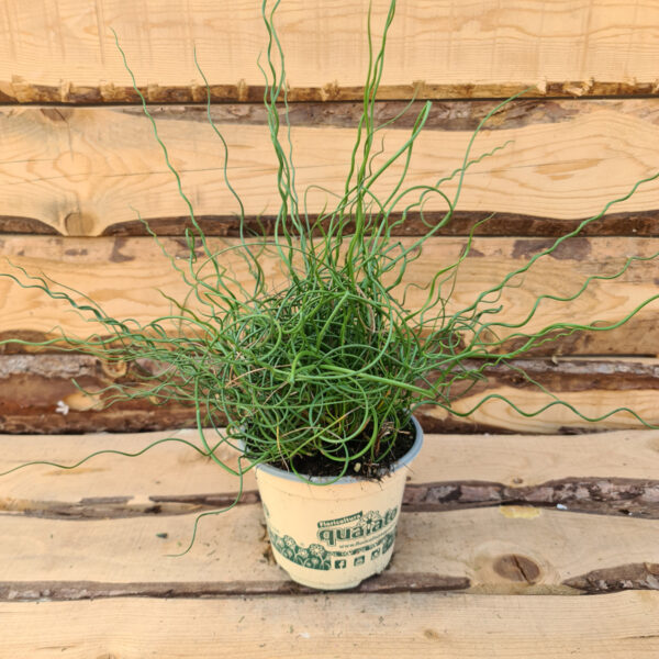 Juncus effesus spiralis