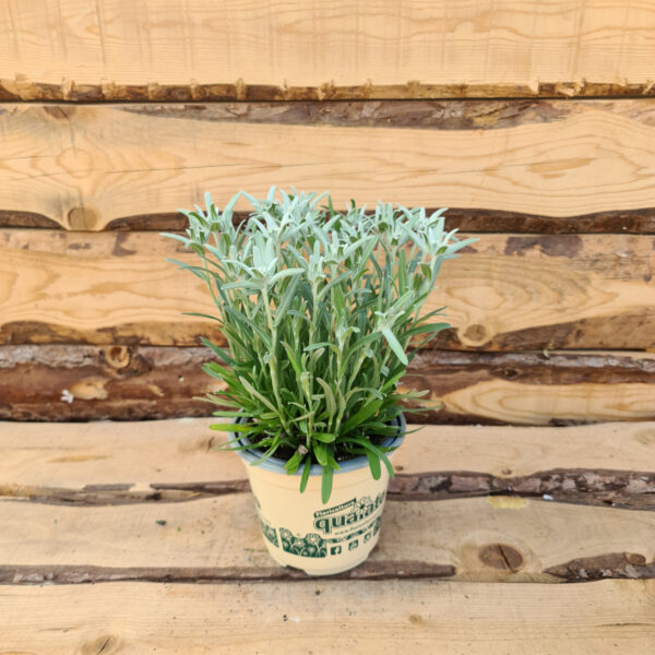 Leontopodium alpinum