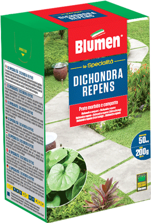 dichondra-repens-blumen