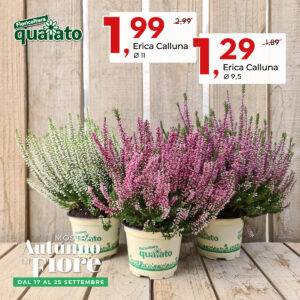 erica-calluna-vaso-11-e-95-autunno-in-fiore-2022