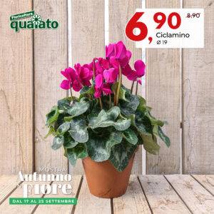 erica-calluna-vaso-11-e-95-autunno-in-fiore-2022
