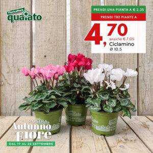ciclamini-vaso-105-3x2-autunno-in-fiore-2022