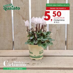3-ciclamino vaso 10,5-mostra ciclamino 2022-100