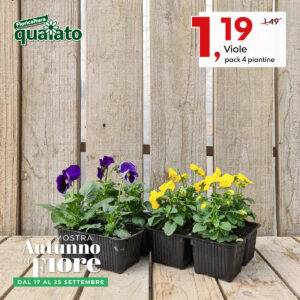 viole-pack-4-piantine-autunno-in-fiore-2022-