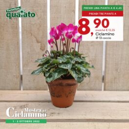 5-ciclamino vaso 13 coccio-mostra ciclamino 2022-100