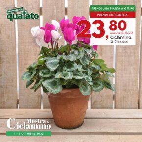 9-ciclamino vaso 21 coccio-mostra ciclamino 2022-100