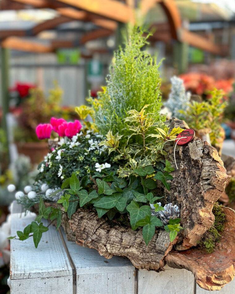 idee regali di natale-idee regalo natale-composizioni floreali-quaiato-natale