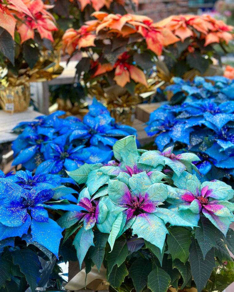 idee regali di natale-idee regalo natale-composizioni floreali-quaiato-natale
