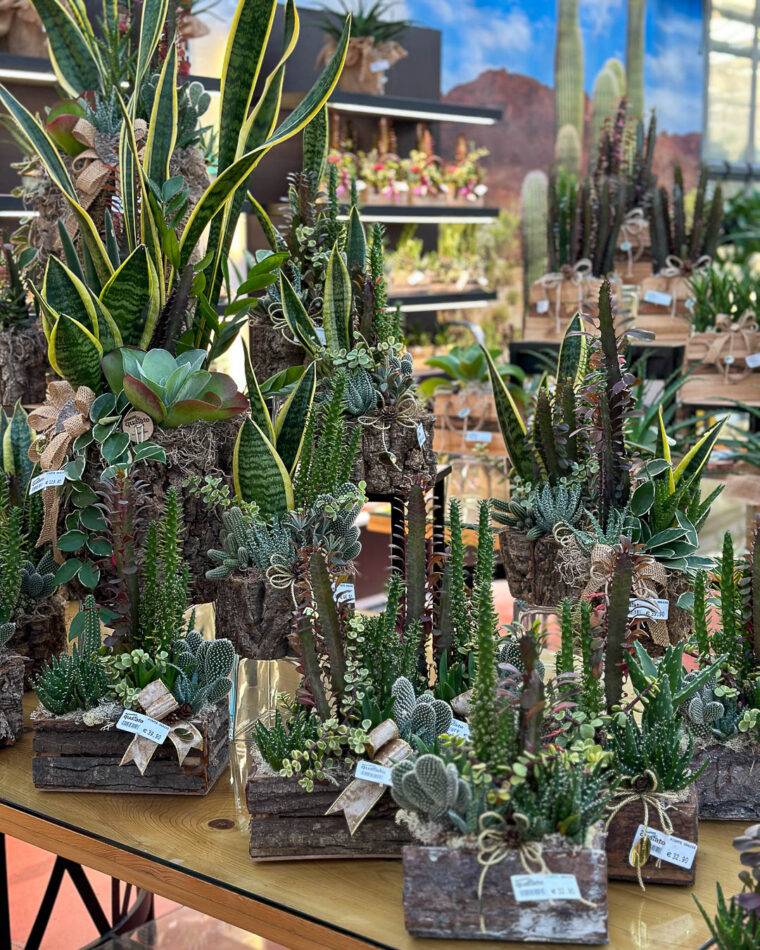 idee regali di natale-idee regalo natale-composizioni floreali-quaiato-natale