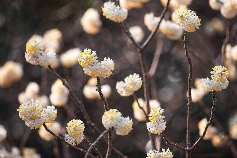 Edgeworthia-chrysantha-5-piante-da-piantare-in-gennaio-quaiato-garden-center