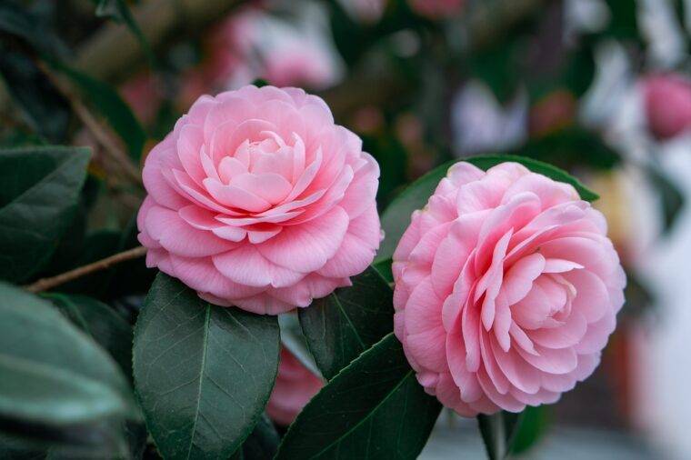 camelie-cosa-piantare-in-marzo-quaiato