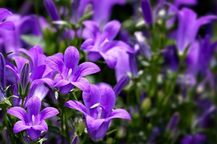 campanula2-cosa-piantare-in-marzo-quaiato