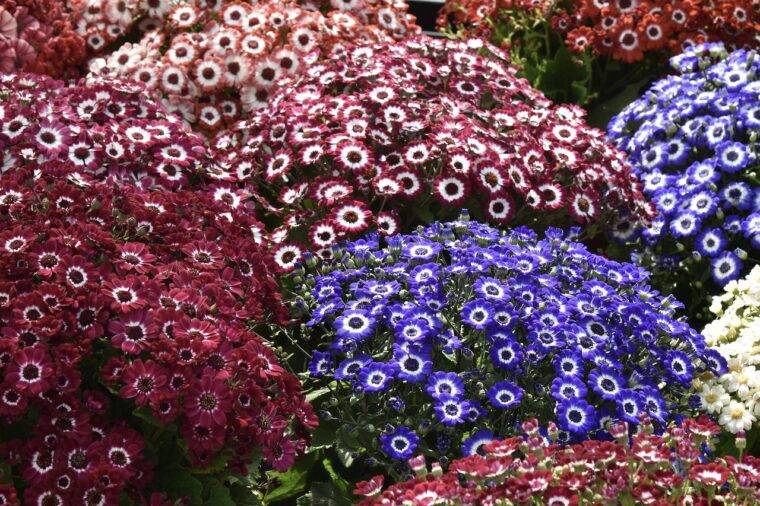 cineraria-cosa-piantare-in-marzo-quaiato