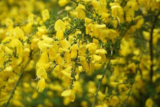 cytisus-piante-marzo