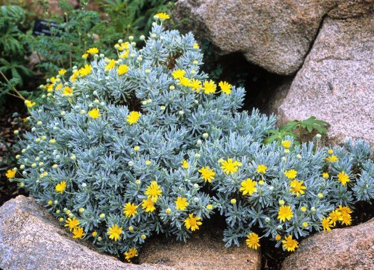 euryops-piante-marzo