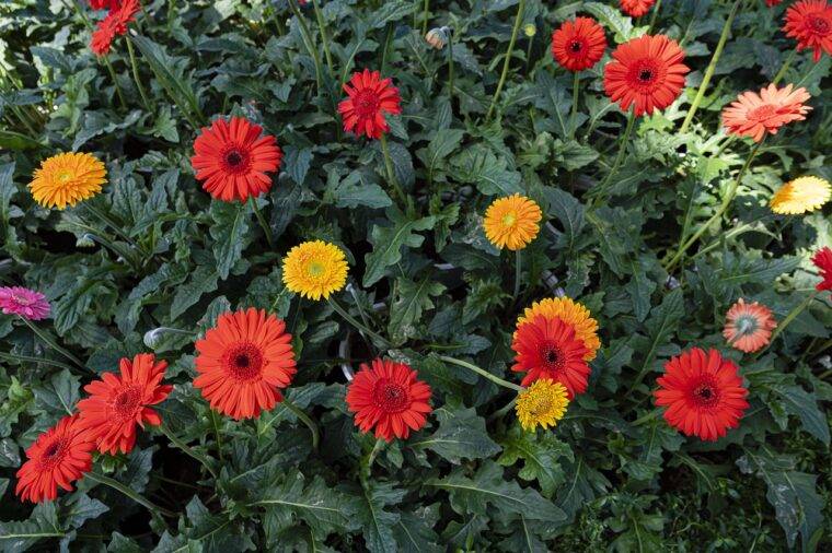 gerbera2-cosa-piantare-in-marzo-quaiato