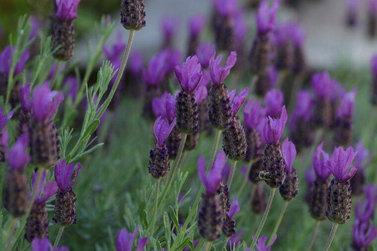 lavanda-stoechas-cosa-piantare-in-marzo-quaiato