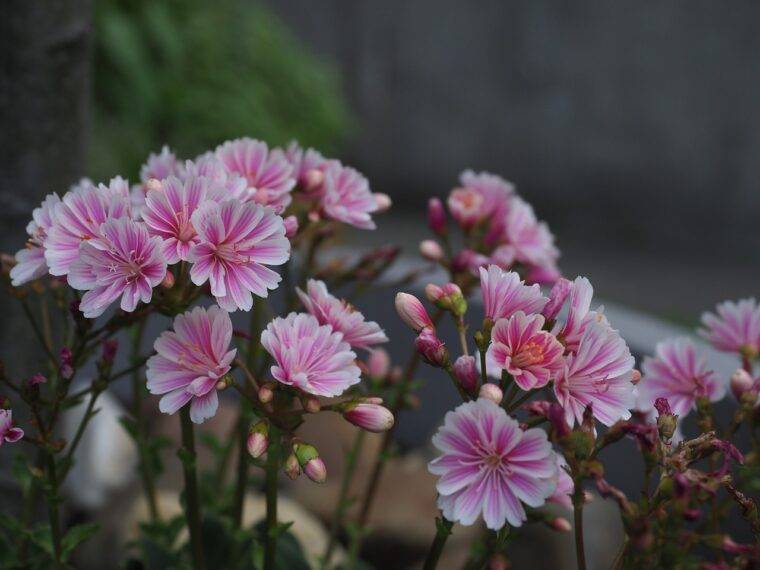lewisia-cosa-piantare-in-marzo-quaiato