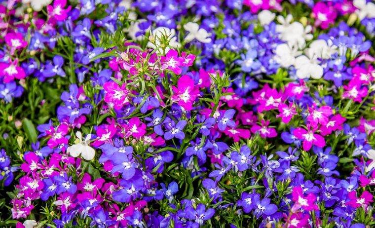 lobelia-piante-marzo