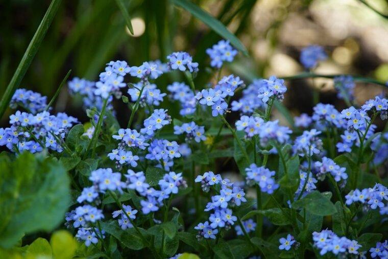 myosotis-non-ti-scordar-di-me-cosa-piantare-in-marzo-quaiato