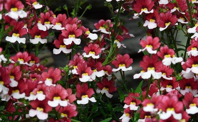 nemesia-piante-marzo