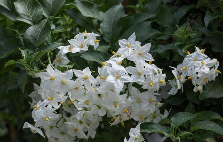 solanum-cosa-piantare-in-marzo-quaiato