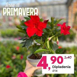 dipladenia-festa di primavera