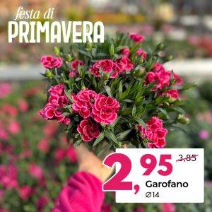 garofano-festa-di-primavera