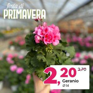 geranio-festa-di-primavera