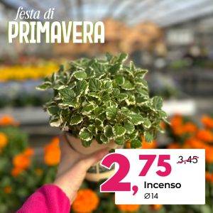 incenso-festa-di-primavera