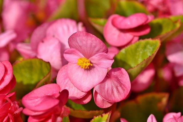 begonia-quaiato-piante-stagionali-piante-primaverili-cosa-piante-in-aprile