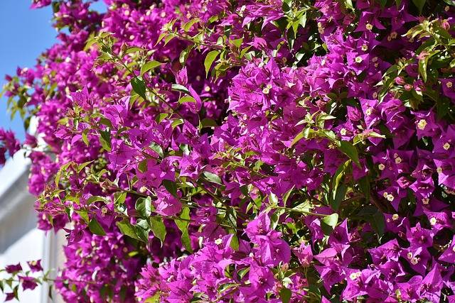 bougainvillea-quaiato-piante-stagionali-piante-primaverili-cosa-piante-in-aprile