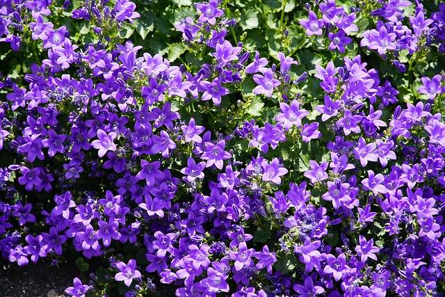 campanula-tappezzante-quaiato-piante-stagionali-piante-primaverili-cosa-piante-in-aprile