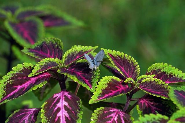 coleus-quaiato-piante stagionali-piante primaverili-cosa piante in aprile