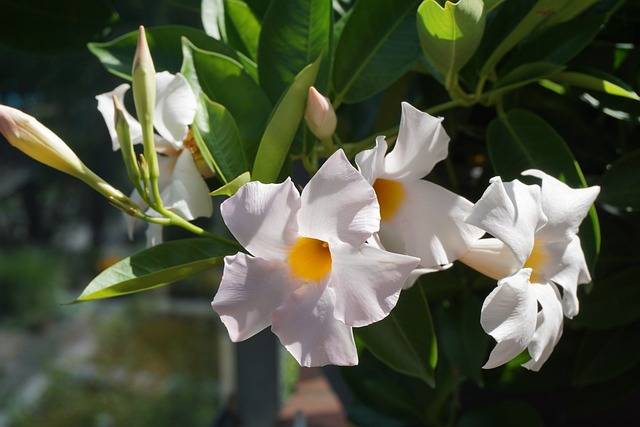 dipladenia-quaiato-piante-stagionali-piante-primaverili-cosa-piante-in-aprile