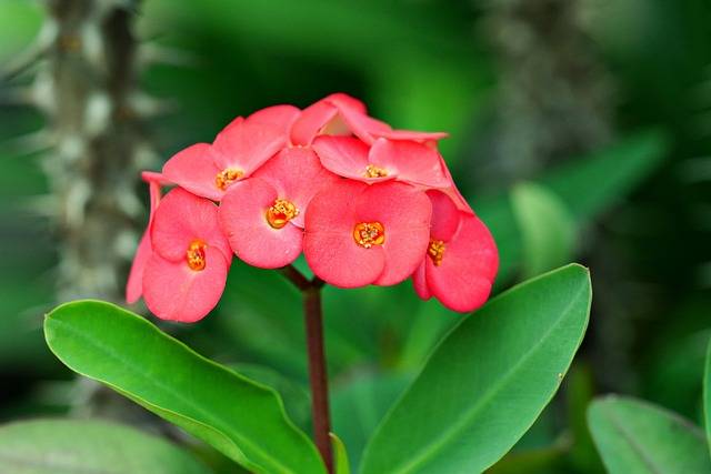 euphorbia-quaiato-piante-stagionali-piante-primaverili-cosa-piante-in-aprile