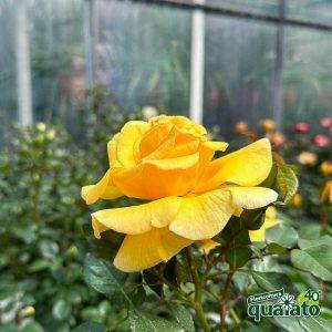 floricoltura-quaiato-mostra-delle-rose-gallery-rose