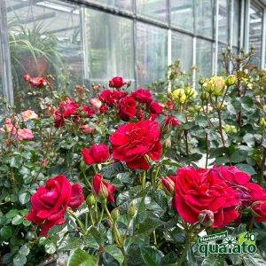 floricoltura-quaiato-mostra-delle-rose-gallery-rose