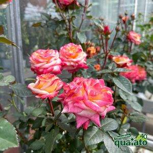 floricoltura-quaiato-mostra-delle-rose-gallery-rose